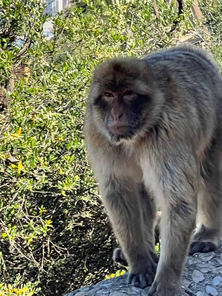 Barbary Macaques in Gibraltar