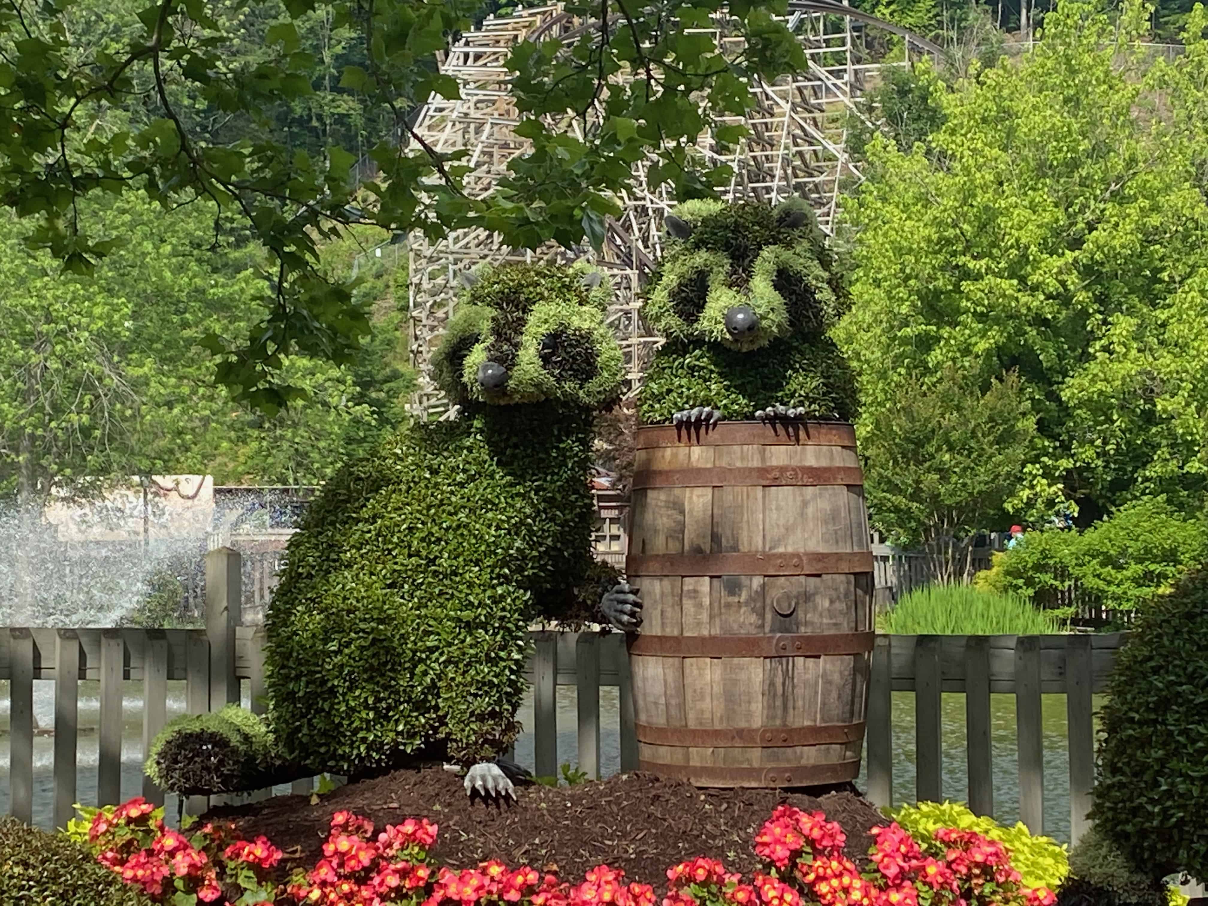 Dollywood Raccoons