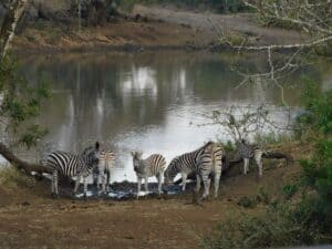 Safari Zebras