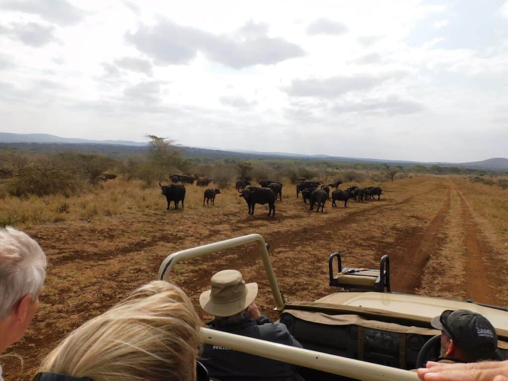 South Africa Packing List - Safari Buffalo