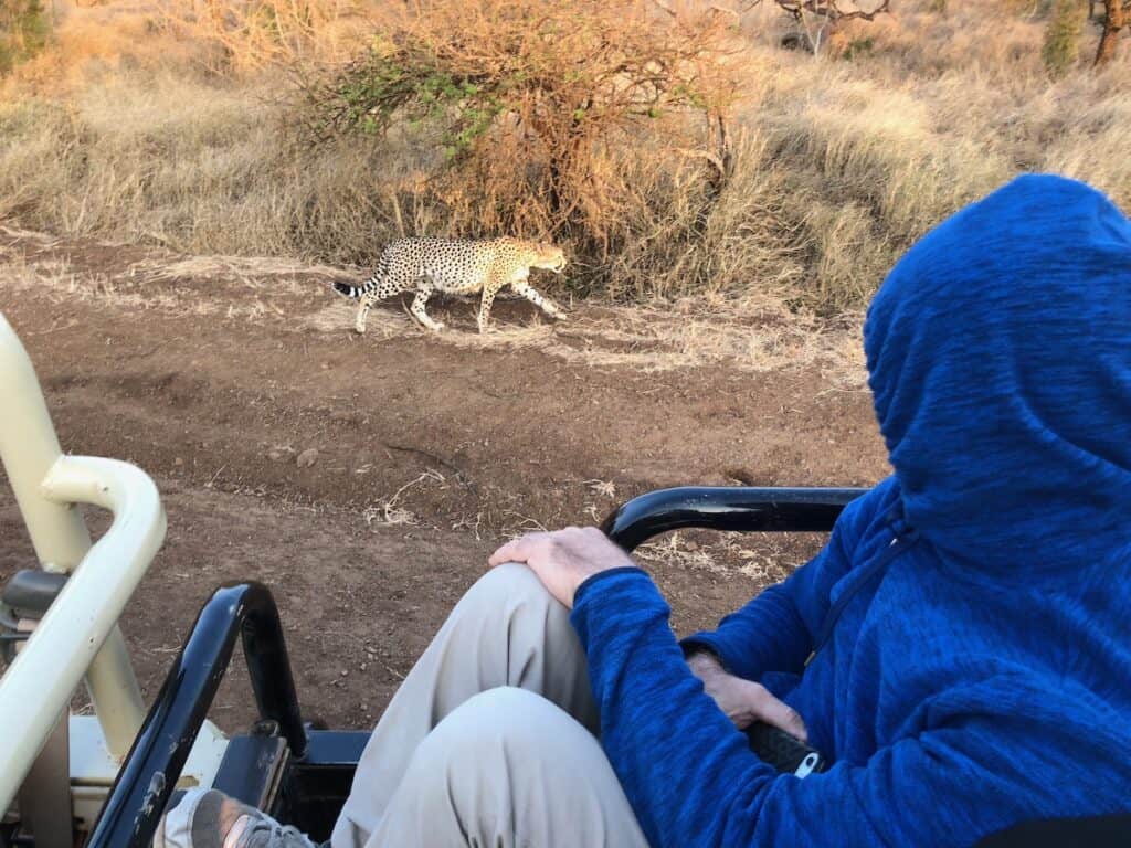 South Africa Packing List - Cheetah at Dusk Dress Warm