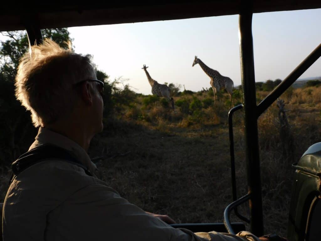 Giraffe South Africa
