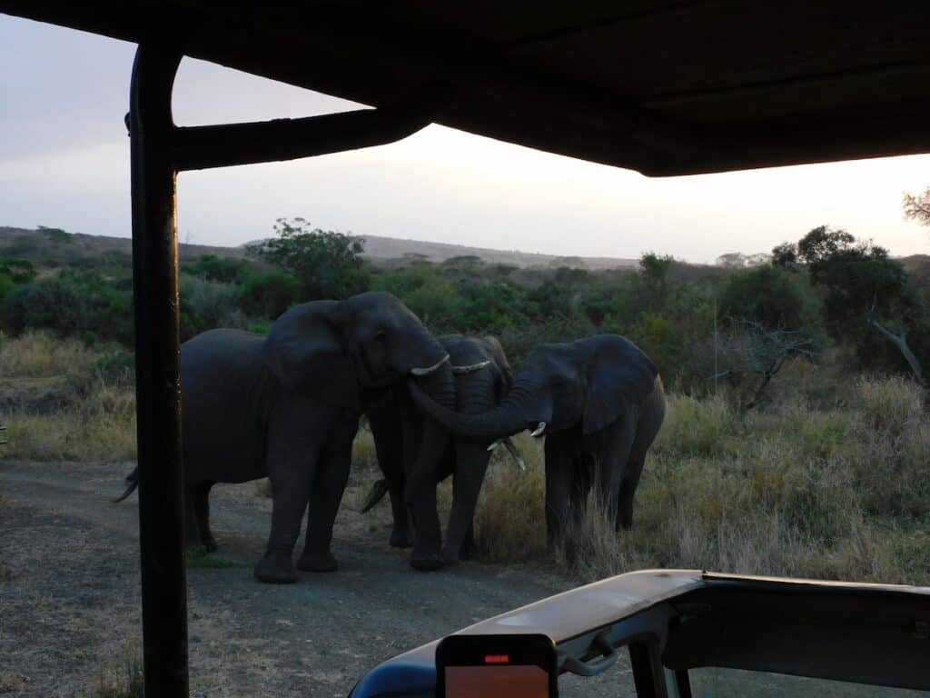 Elephant South Africa