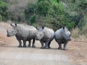 Is South Africa worth visiting? Yes, for the African Animals Three Rhinos in the road