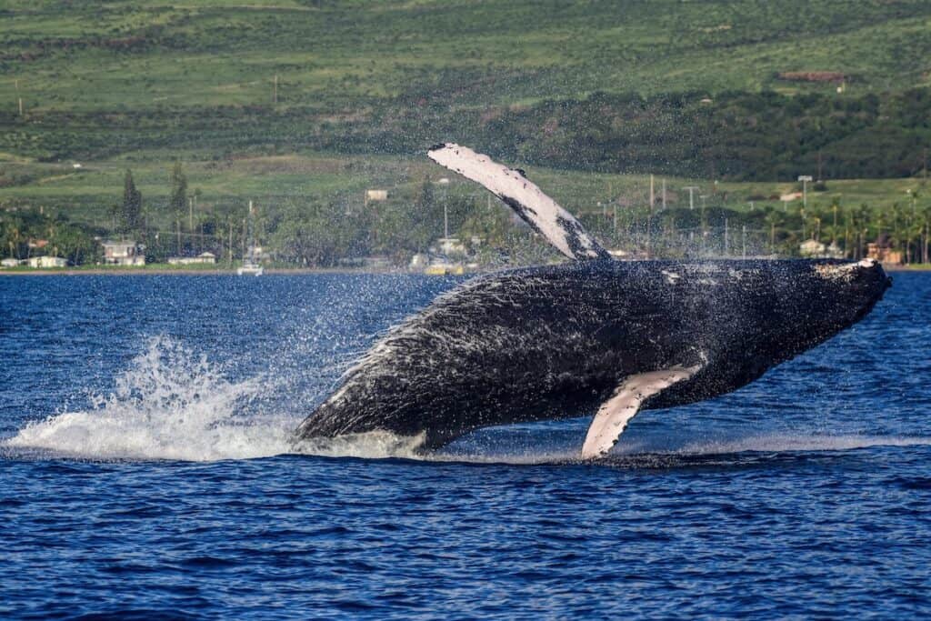 Humpback Whale breaching out of the water in Maui