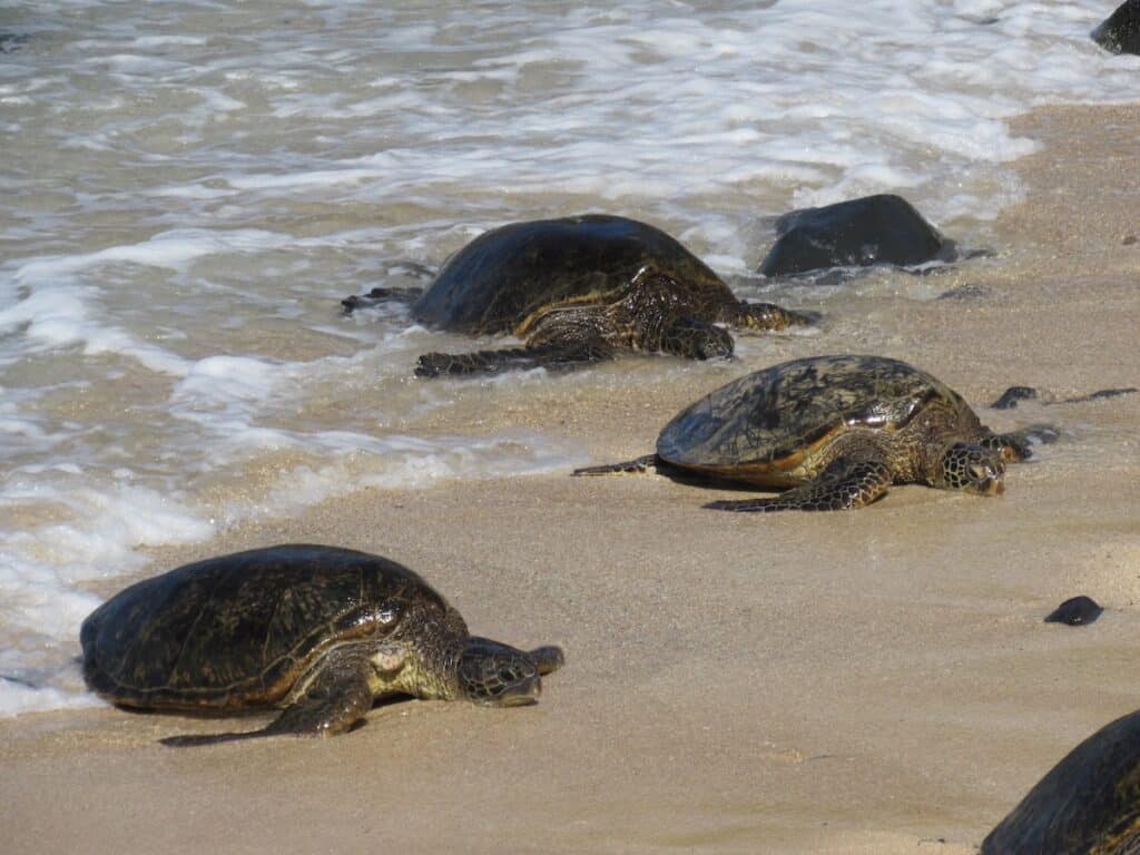 Three Turtles hanging out on Ho'okipa Beach