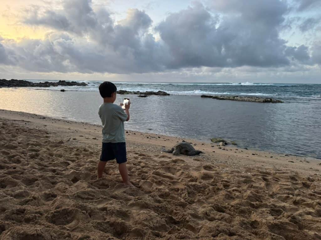 Young boy taking a picture of a turtle on the beach outside Mama's Fish House on Maui