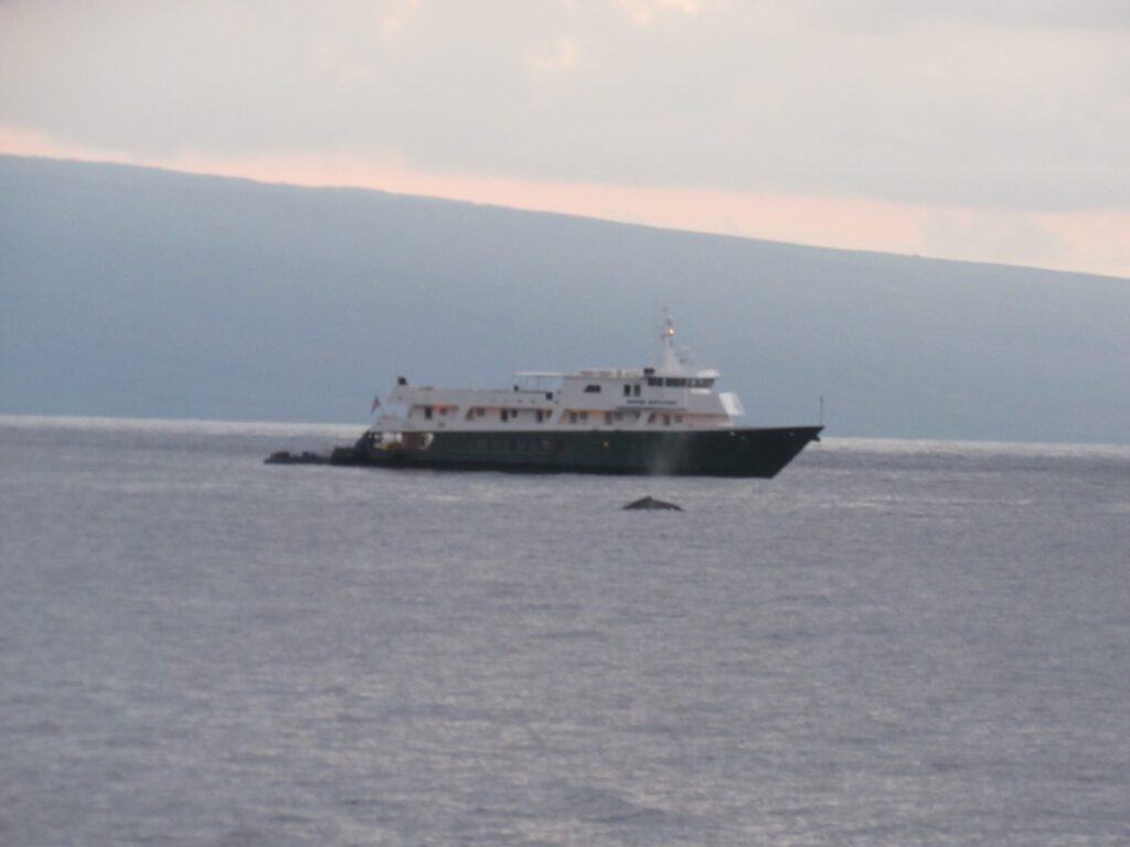 Whale spotted from the Maui to Lanai Ferry