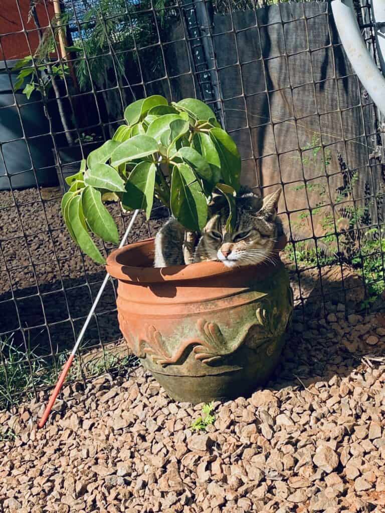 Cat Santuary on Lanai - Cat in flower pot