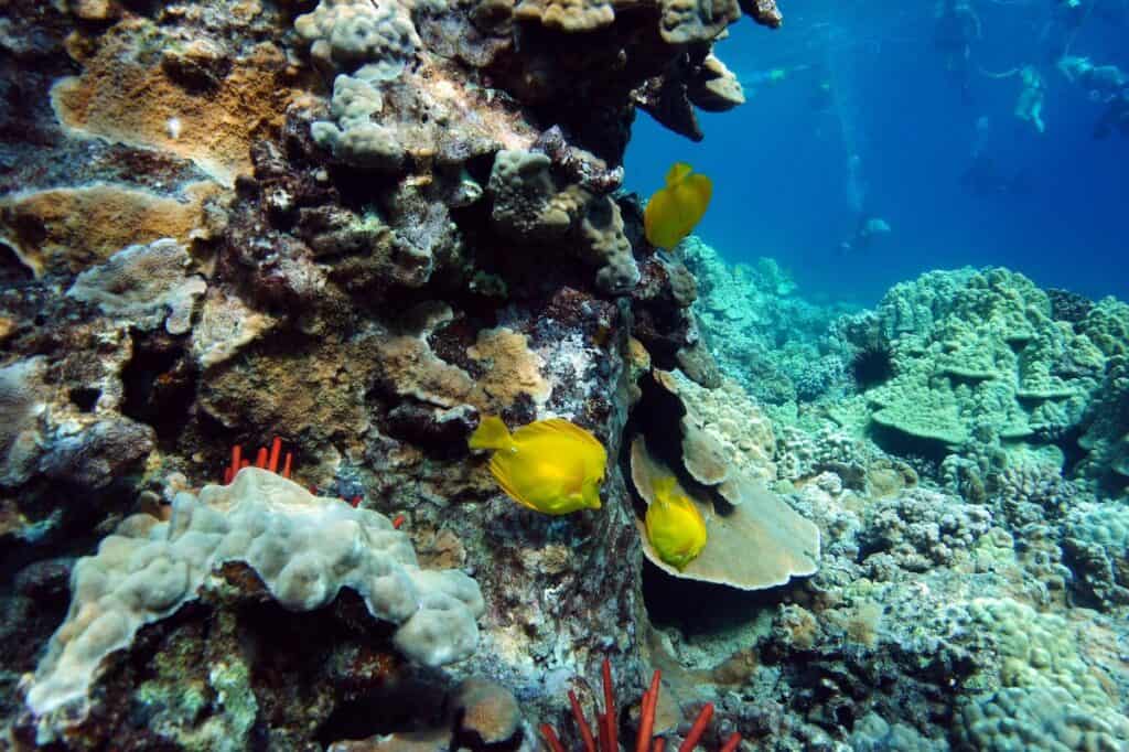 Yellow fish at Turtle Town Maui