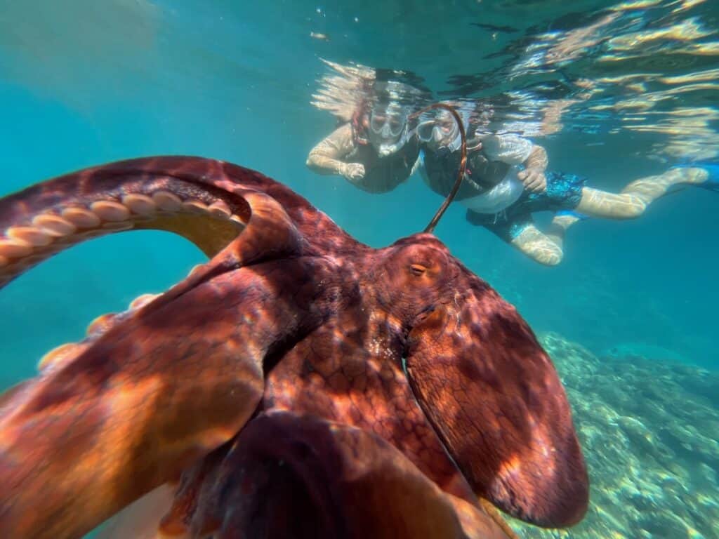 Octopus in Foreground and snorkelers in background at turtle town