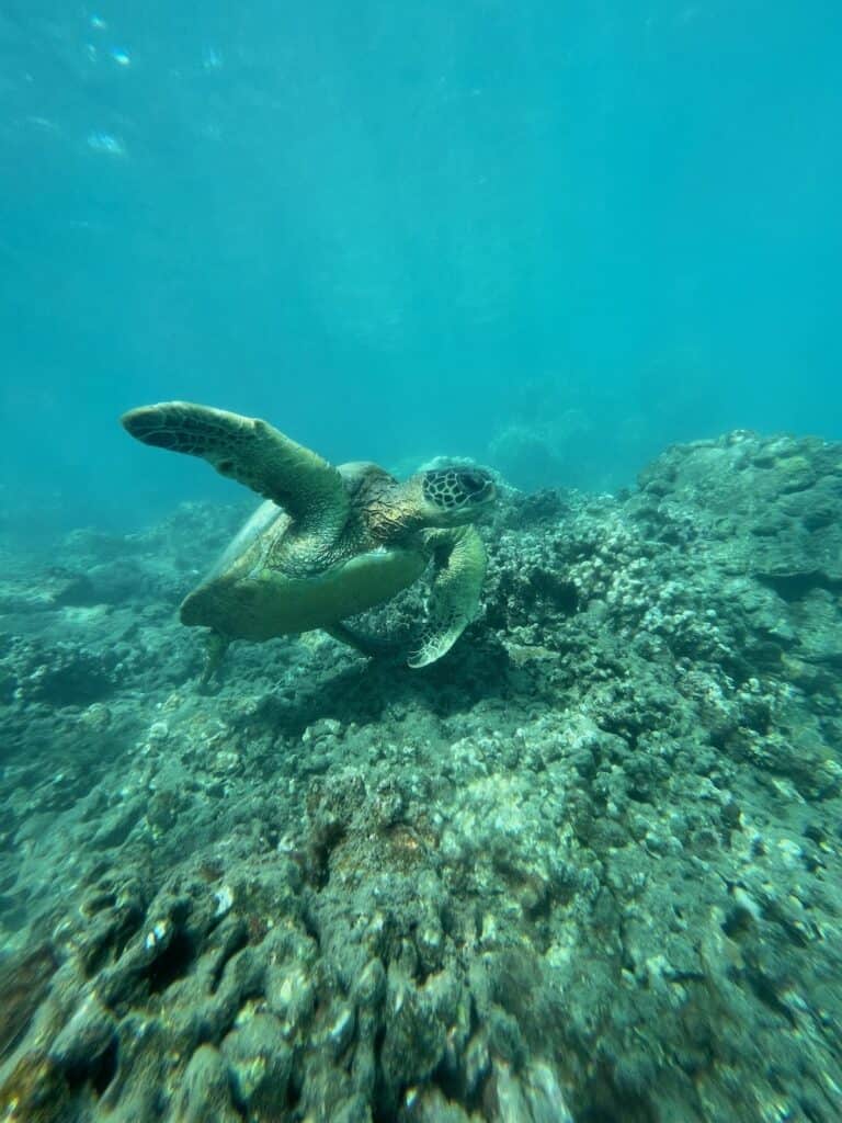 Turtle swimming at Turtle Town Maui