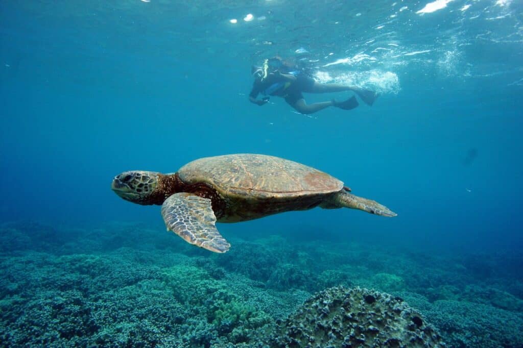 Turtle in foreground, snorkeler in background at Turtle Town