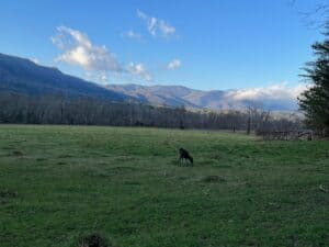Cades Cove with deer in field and Smoky Mountains in the background