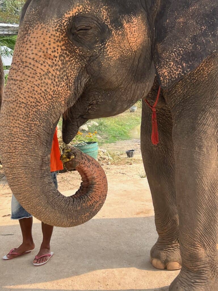 Elephant eatiing banannas