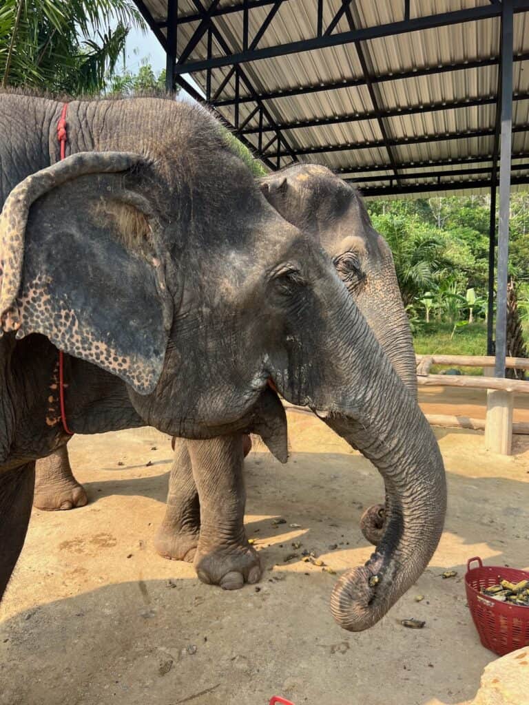 Two elephants at the Phuket Elephant Jungle Sanctuary
