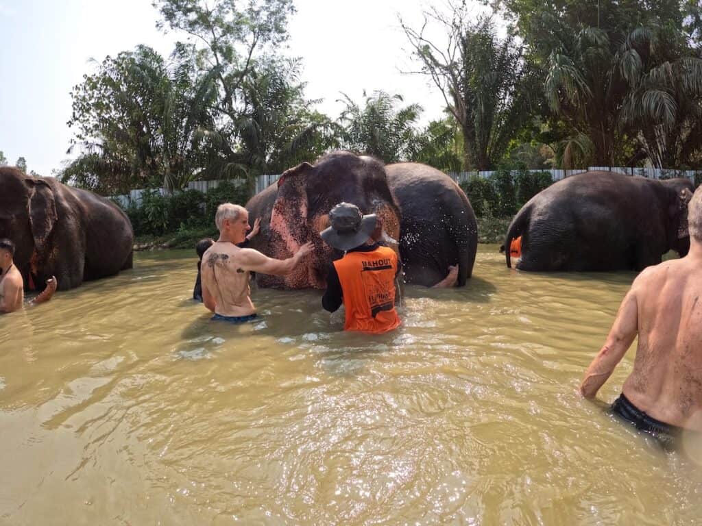 Swimming with the elephants at Phuket Elephant Jungle Sanctuary