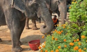 Two Elephants eating at the Phuket Elephant Jungle Sanctuary
