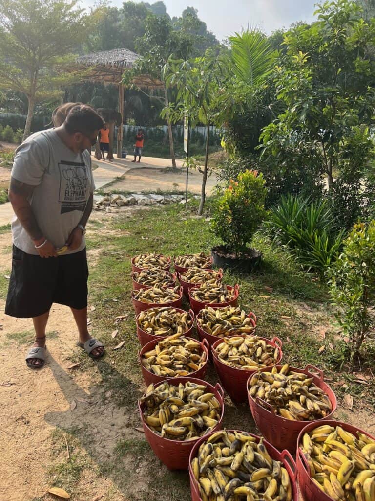 Baskets of bananas ready for the elephants