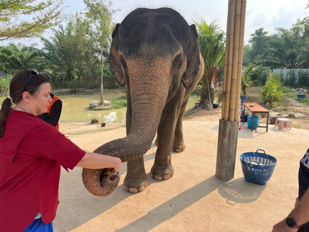 Woman feeding the elephants