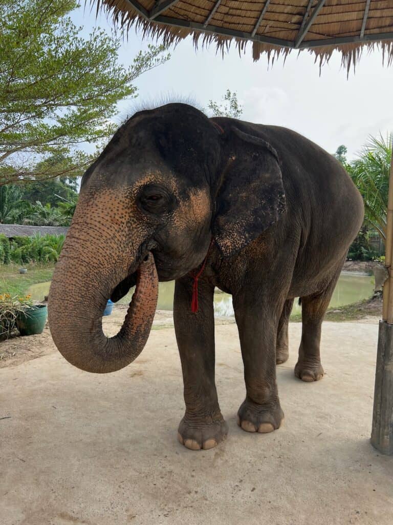 Elephant eatiing bananas