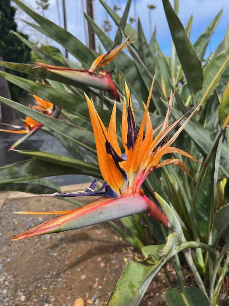 Bird of Paradise at the Meditation Gardens