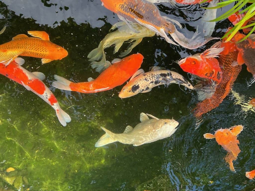 Koi Pond at the Meditation Gardens