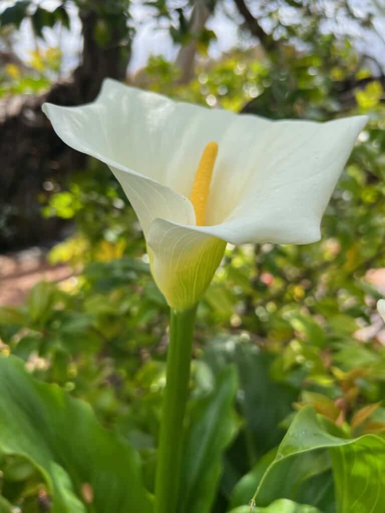 Lily at the Self Realization Fellowship Gardens