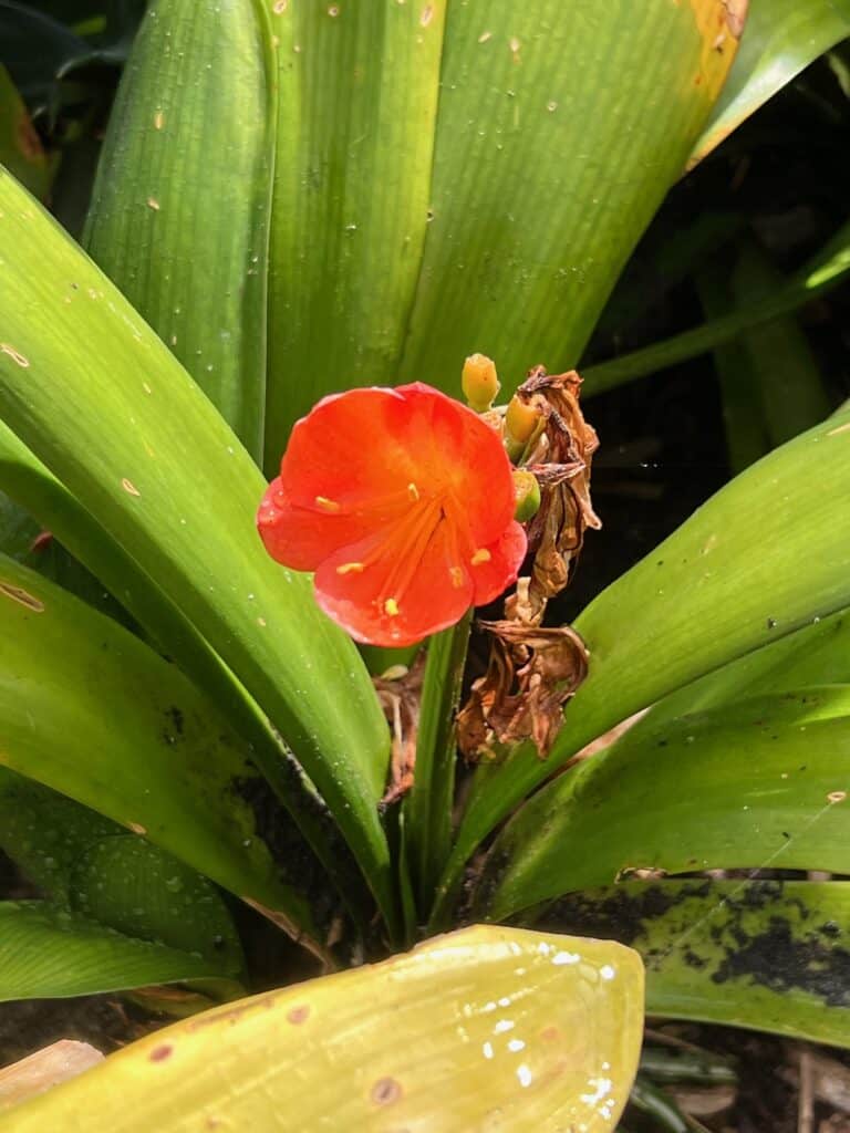 Flower in the Meditation Gardens in Encinitas