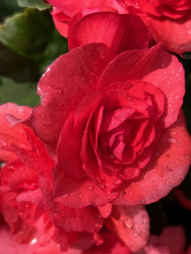Roses at the Meditation Gardens and Temple