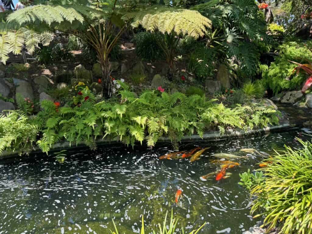 Koi pond at the Meditation Gardens near San Diego, CA