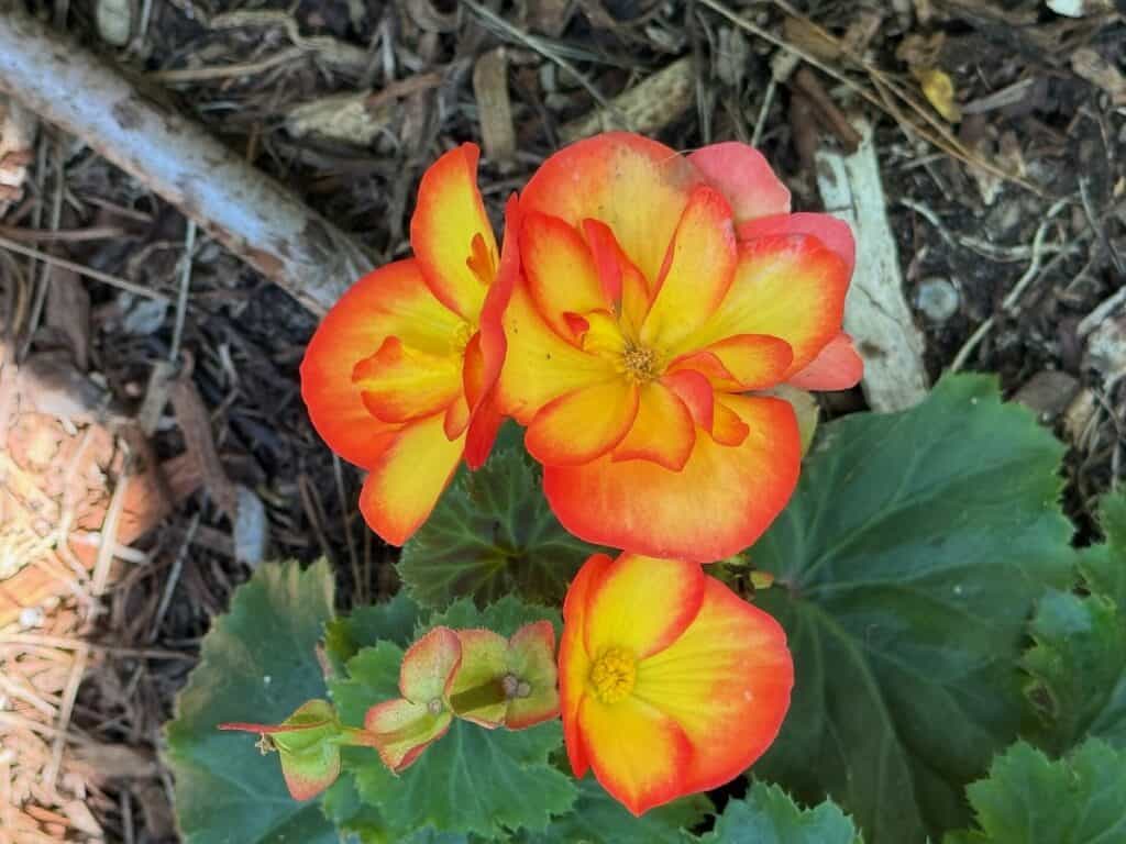 Beautiful Orange and Yellow flowers at the self realization mediatation gardends