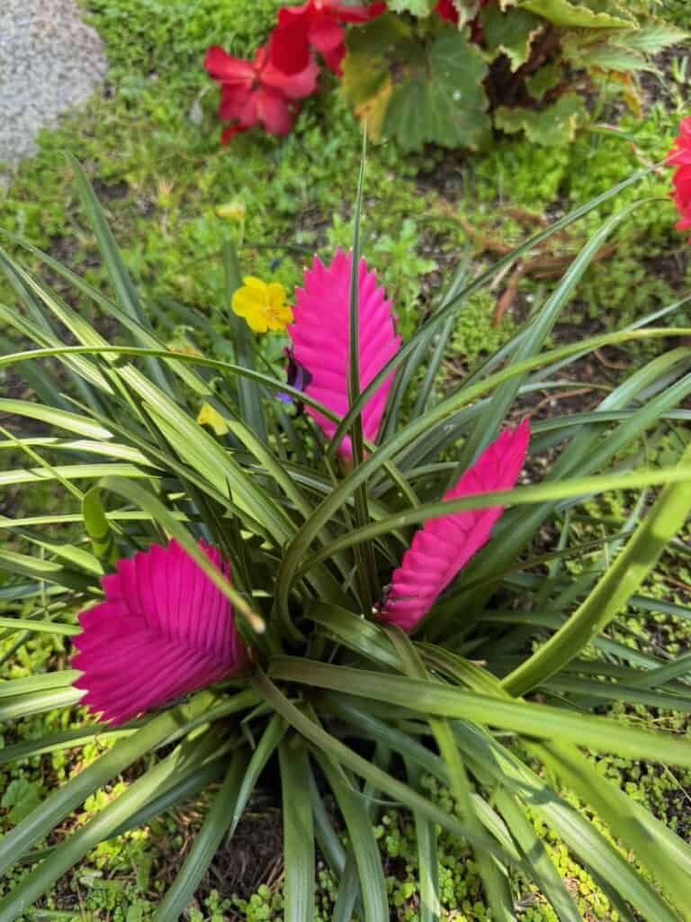 Beautiful flowers at the Meditation Garden in Escondido, CA