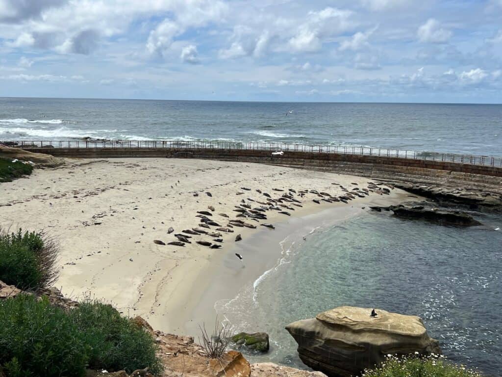 Sea lions and seals at La Jolla Cove Children's Beach