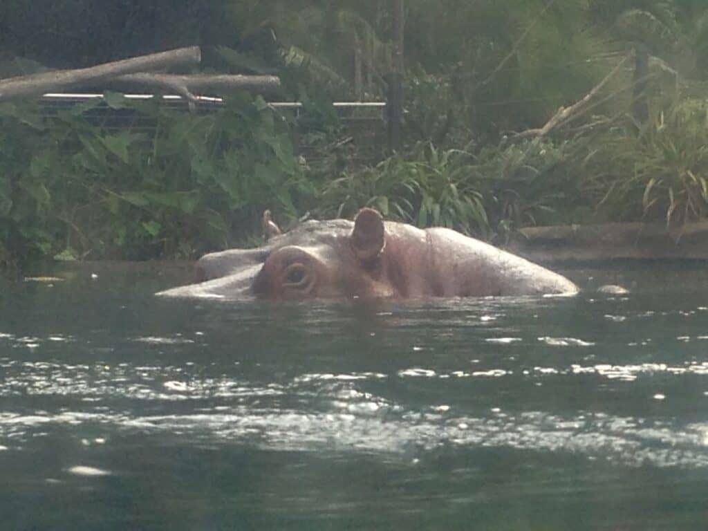 Hippo at the San Diego Zoo