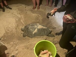 Mother Turtle laying eggs on the beach of Selingan Turtle Island Borneo