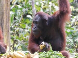 Orangutan at the Borneo Sepilok Orangutan Rehabilitation Center