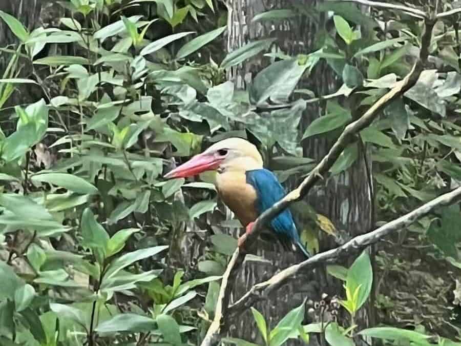 King Fisher at the Rainforest Discovery Center
