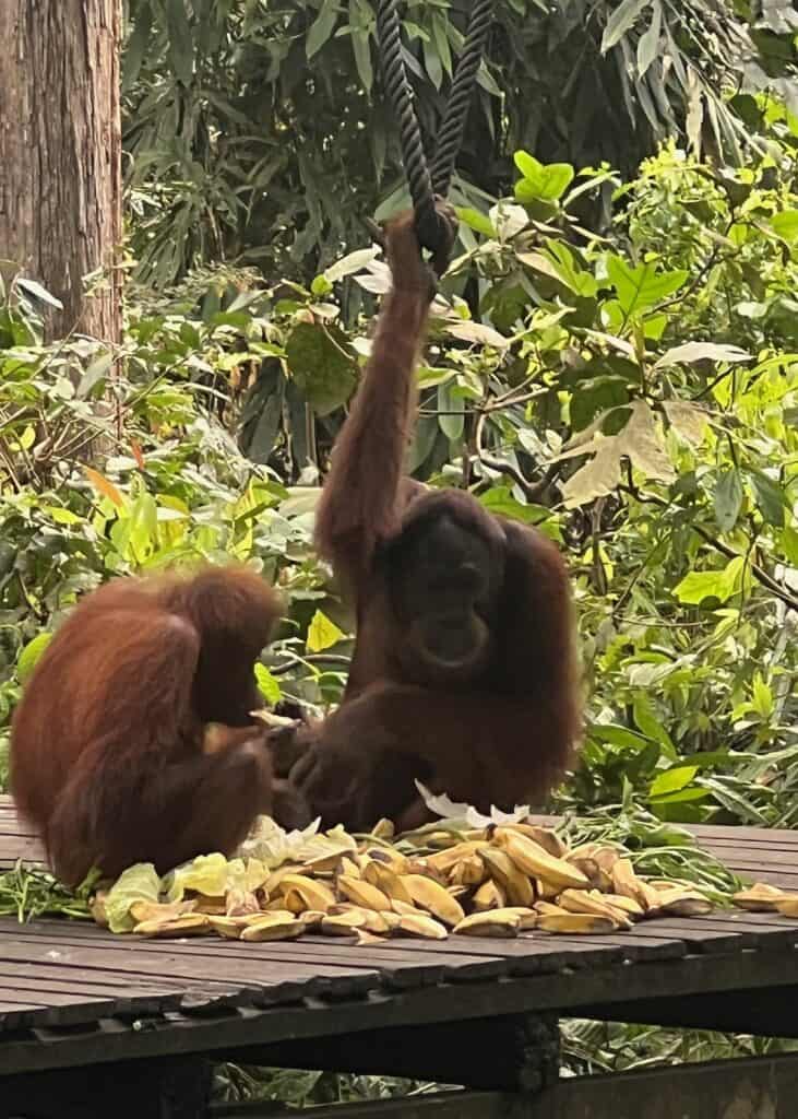 Orangutans at the Sepilok Orangutan Rehabilitation Sanctuary