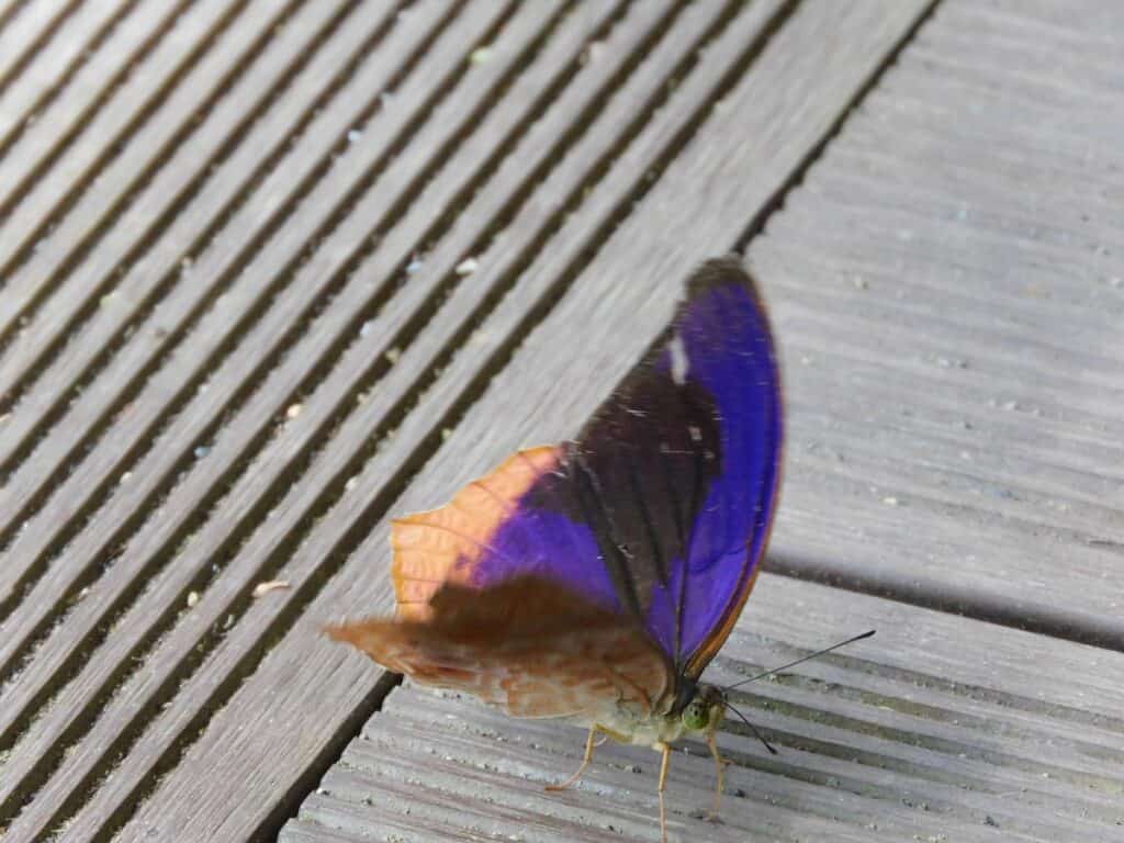 Butterfly at the Rainforest Discover Center