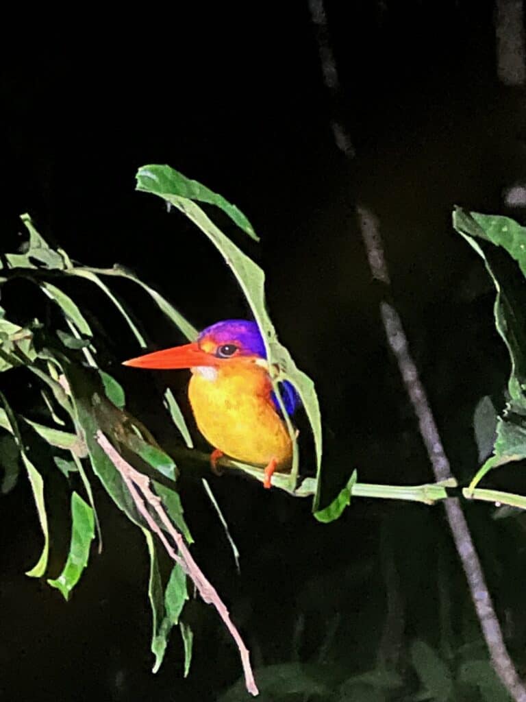 Bird on night walk