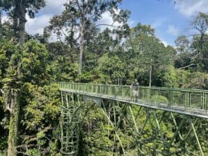 Rainforest Discovery Center Borneo Canopy Walk