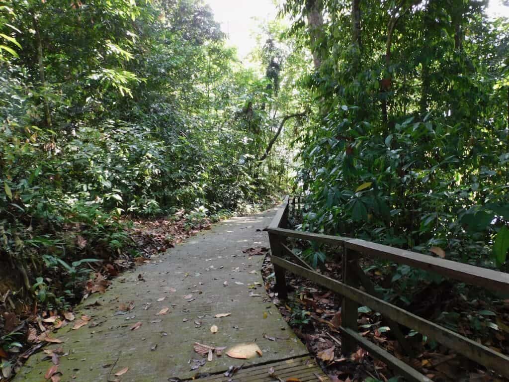 Pathway on hiking trail at the Rainforest Discovery Center Borneo