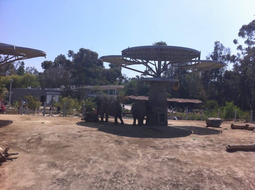 Elephants at the San Diego Zoo
