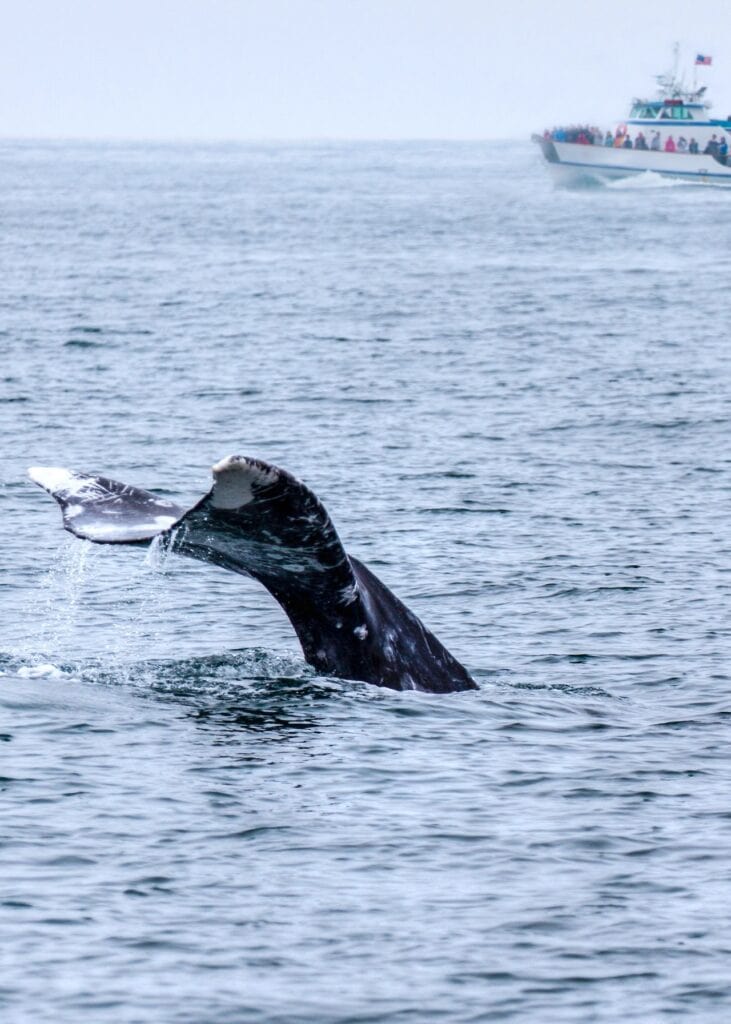 The tail of a gray whale emerged out of the water as tourists watched from a boat in the Pacific Ocean just off the coast of Southern California.