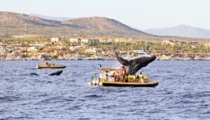 Whale Watching tours - 2 boats with people with a mom and baby whale breaching
