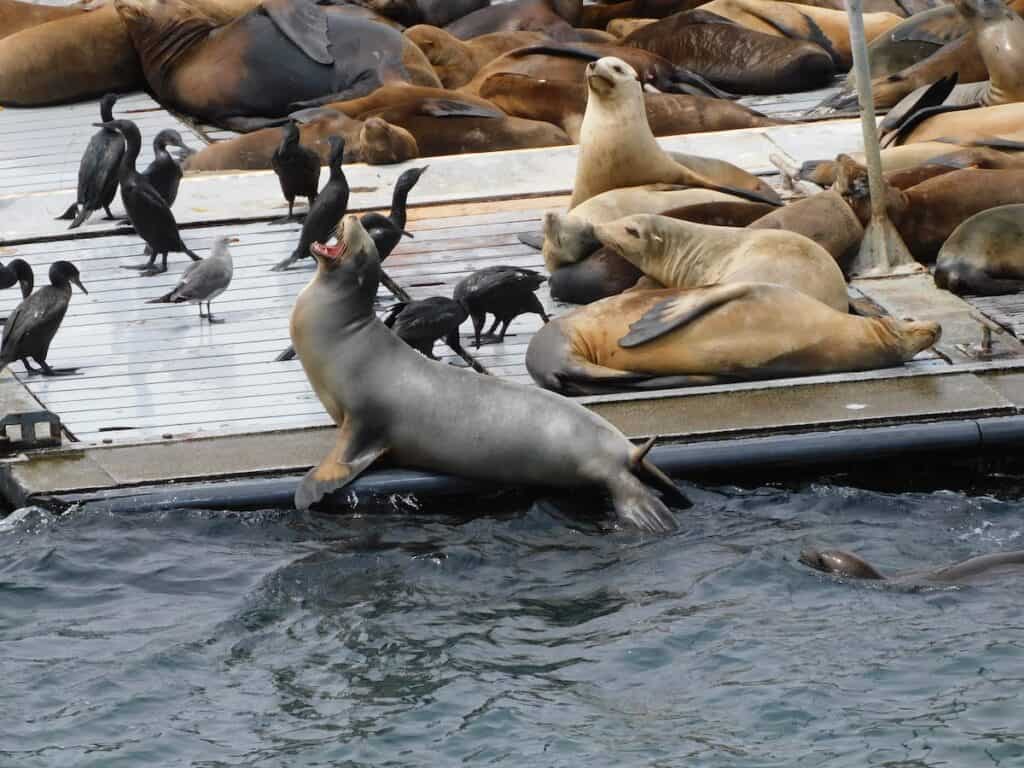 Sea Lions and Birds spotted on a San Diego Harbor Cruise