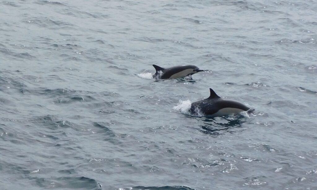 Dolphins spotted on a whale watch cruise from the San Diego Harbor