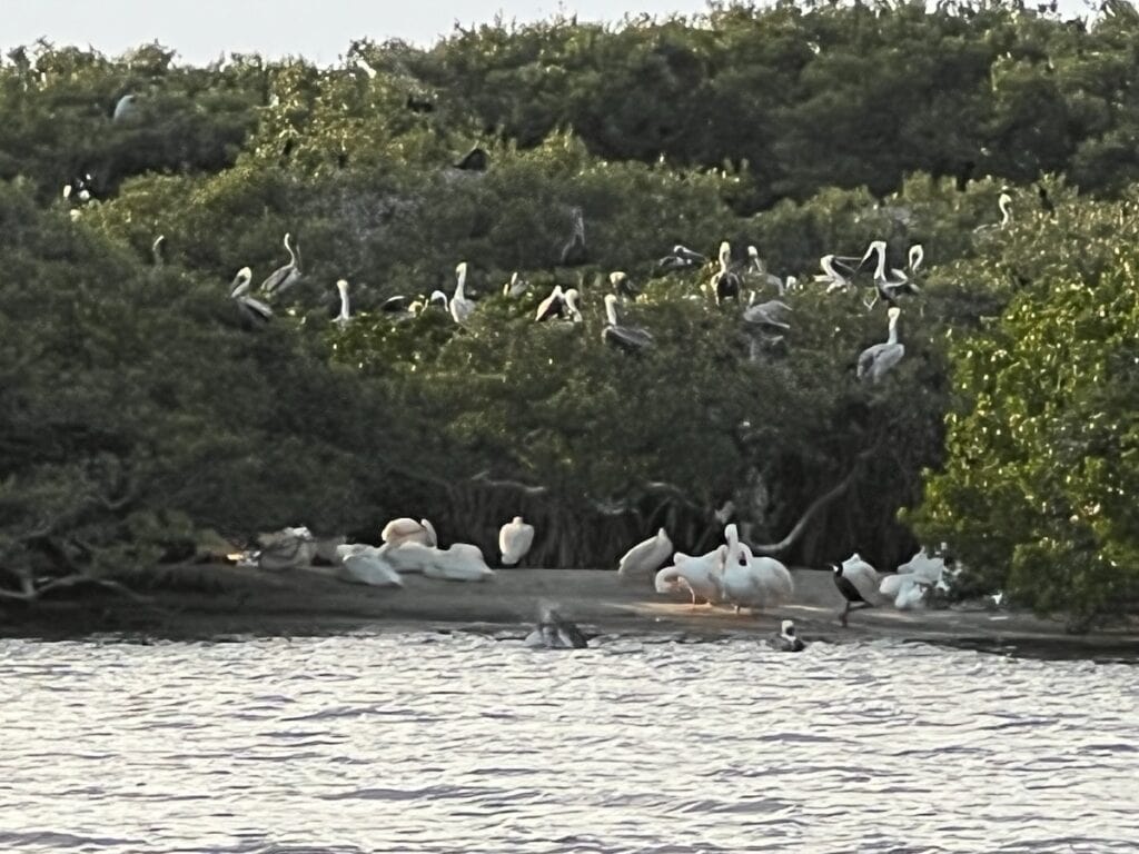 Pelican Island seen on the Enviromental Learning Center Pontoon Boat Tour