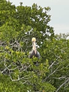 Pelican in a tree on Pelican Island on the Indian River